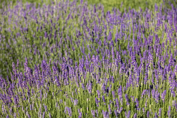Virágzó Levendula Virágok Provence Ban Sault Közelében Franciaországban — Stock Fotó