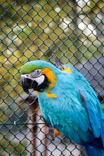 앵무새의 초상화 — 스톡 사진