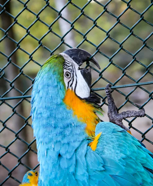 Papagáj Portréi — Stock Fotó