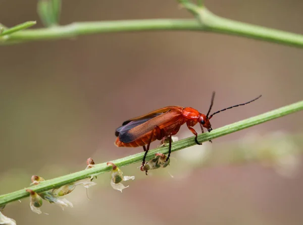 Een Insect Kever Een Plant — Stockfoto