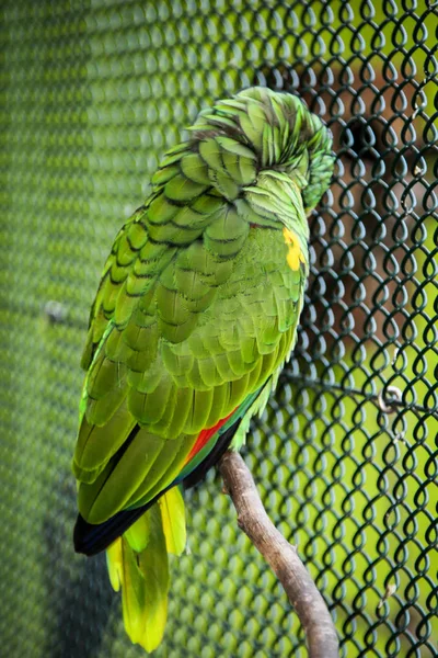 Porträts Eines Papageis — Stockfoto
