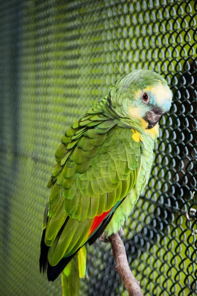 Papagáj Portréi — Stock Fotó