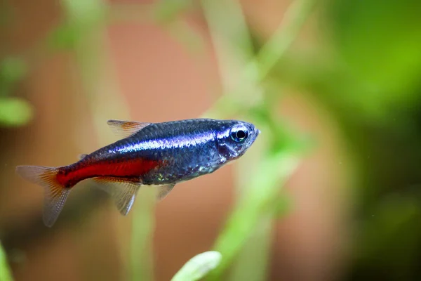 Pez Neón Acuario —  Fotos de Stock