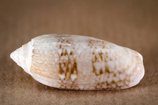 Detail Shell Remains Shell — Stock Photo, Image
