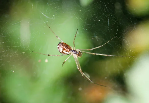 Korkunç Örümcek Hayvan Yırtıcı — Stok fotoğraf