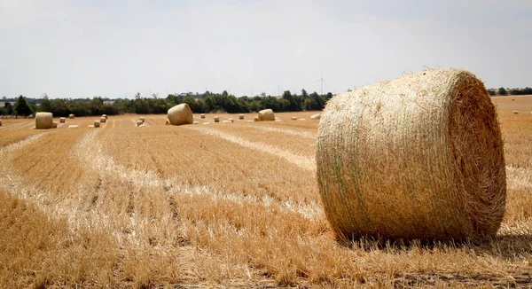 Τομέας Σιτηρών Καλλιέργεια Σιτηρών Τοπίο Γεωργίας Υπαίθρου — Φωτογραφία Αρχείου