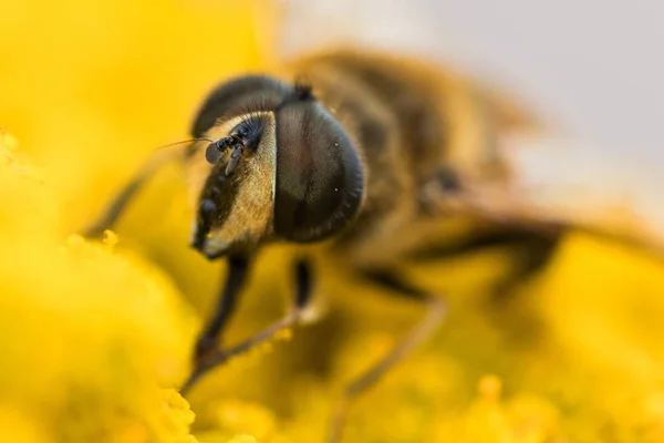 Hoverfly Close Focus Compound Eye Yellow Blossom — Stock Photo, Image