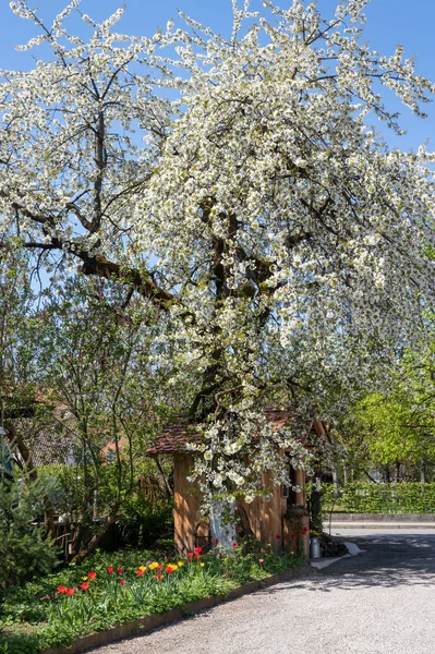 Blossoming Pear Tree Small Cottage Tulips — Stock Photo, Image