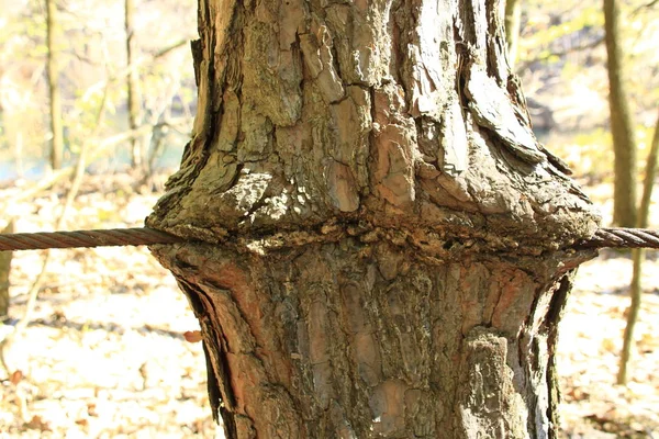 Wire Rope Has Grown Trunk Tree — Stock Photo, Image