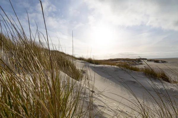 Hardy Marram Grass Pristine White Sand Dunes Backlit Hazy Sun — Stock Photo, Image