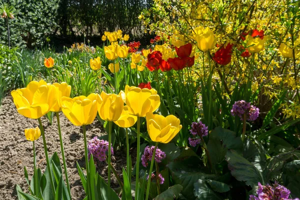 Rote Und Gelbe Tulpen Garten — Stockfoto