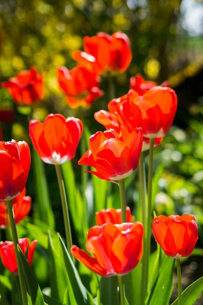 Červené Žluté Tulipány Zahradě — Stock fotografie