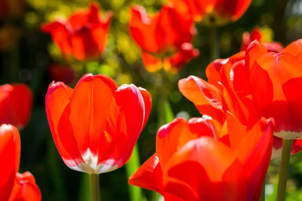 Tulipes Rouges Jaunes Dans Jardin — Photo