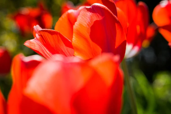 Czerwone Żółte Tulipany Ogrodzie — Zdjęcie stockowe