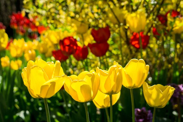 Красный Желтый Тюльпаны Саду — стоковое фото