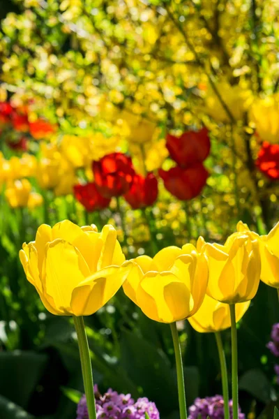 Červené Žluté Tulipány Zahradě — Stock fotografie
