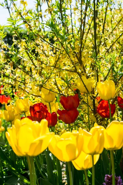 Červené Žluté Tulipány Zahradě — Stock fotografie