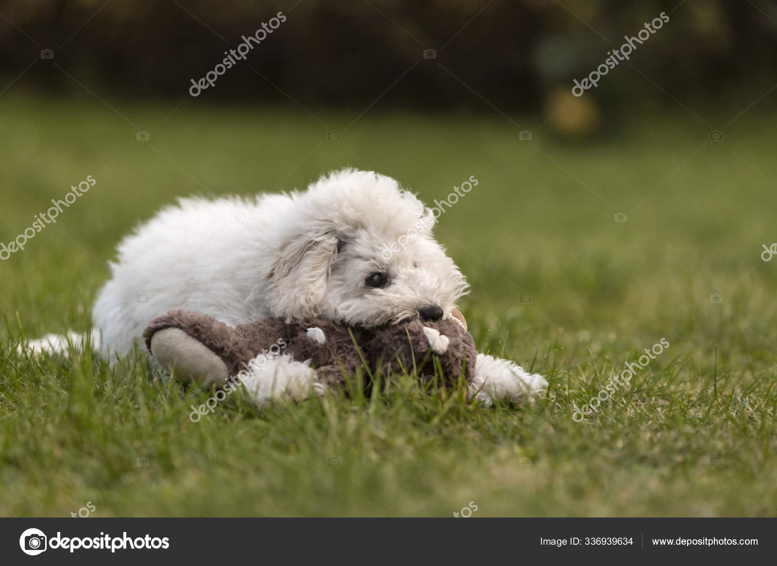 Sheepdog Inglês Velho Recém-nascido Foto de Stock - Imagem de