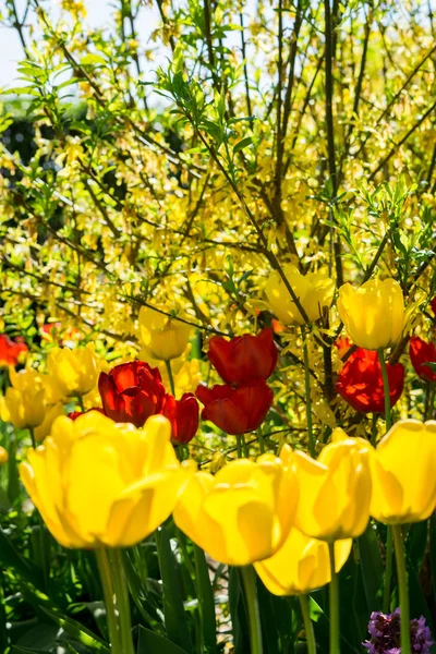 Jaro Krásné Jarní Tulipány Květiny Flóra — Stock fotografie
