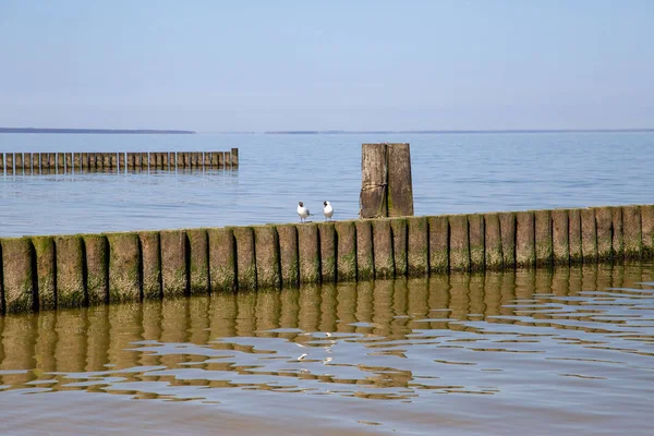 Groynes Στη Βαλτική Θάλασσα Μικρά Κύματα Στο Παραθαλάσσιο Θέρετρο Zempin — Φωτογραφία Αρχείου