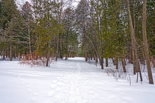 Snowshoe Tracks Winter Woodland Peninsula State Park Wisconsin — Stock Photo, Image