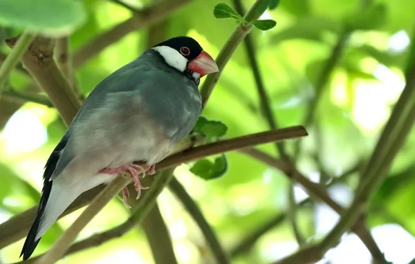 Observation Des Oiseaux Oiseau Mignon Nature Sauvage — Photo