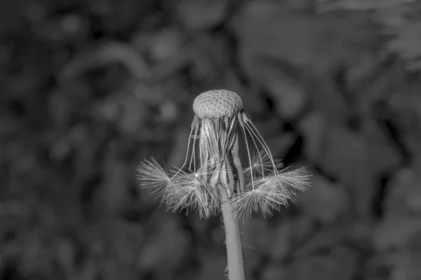 Ripe Dandelion Seed Blossom Front Soft Blurred Green Background Monochrom — Stock Photo, Image