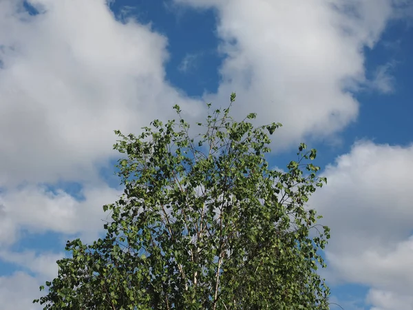 Ciel Bleu Avec Nuages Sommet Arbre Utile Comme Fond — Photo