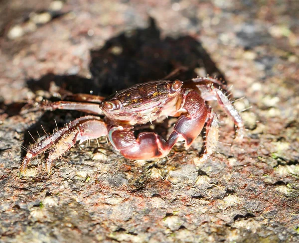 Crab Stone — Stock Photo, Image