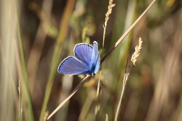 Gros Plan Papillon Errant Sur Une Plante — Photo