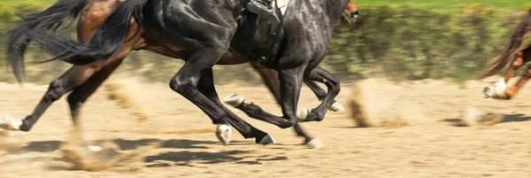 競馬場の近くを走る馬 — ストック写真