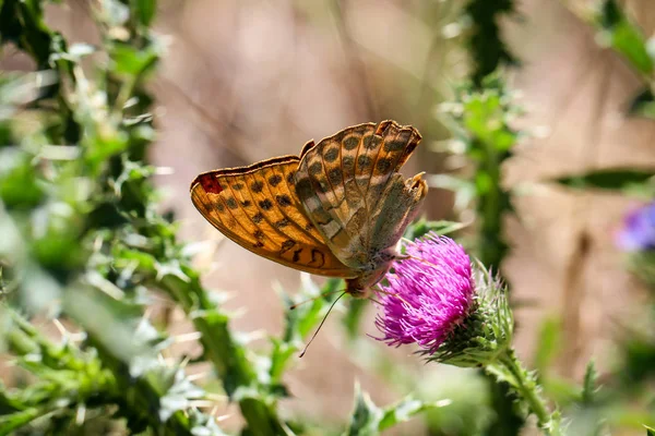 Primer Plano Una Mariposa Divagando Sobre Una Planta —  Fotos de Stock