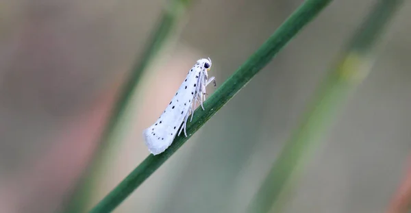 Close Butterfly Rambling Plant — Stock Photo, Image