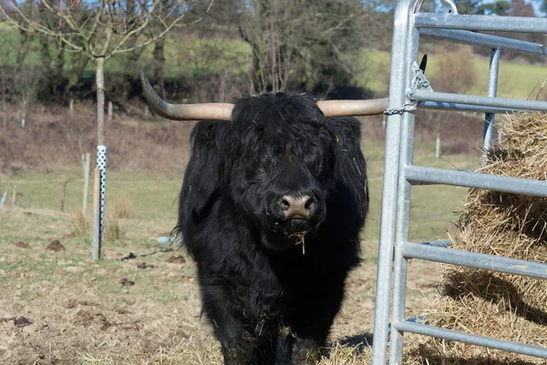 Portrait Red Scottish Highland Cattle Sticking Out His Tongue Cow — Stock Photo, Image