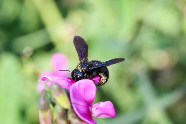 Méhecske Dongó Rovar Növényen — Stock Fotó