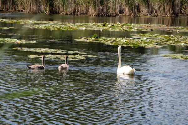 Cisne Com Cisnes Bebê Lago — Fotografia de Stock