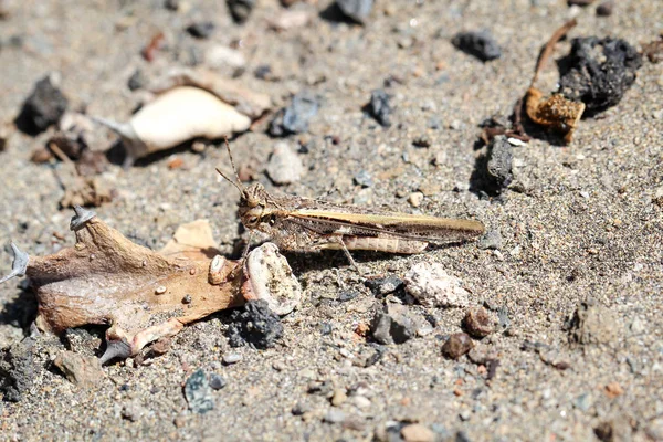 Brun Gräshoppa Sittande Sand — Stockfoto