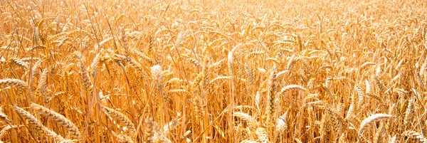 Літній Пейзаж Полем Кукурудзи Під Блакитним Небом — стокове фото