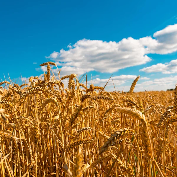 Paisaje Verano Con Campo Maíz Bajo Cielo Azul —  Fotos de Stock