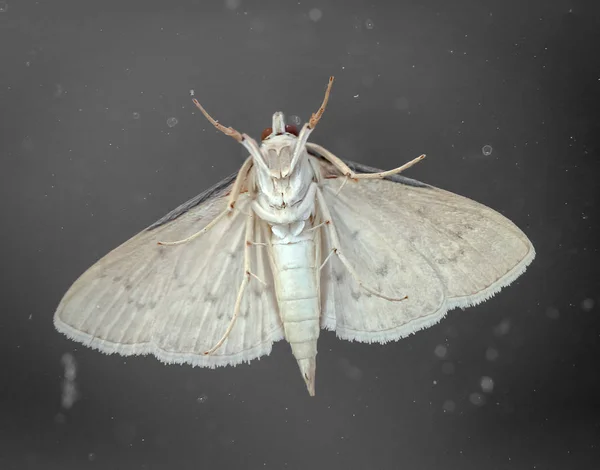 Nahaufnahme Eines Schmetterlings Der Auf Einer Pflanze Wandert — Stockfoto