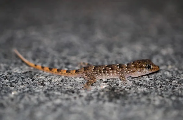 Detalle Lagarto Sobre Una Piedra — Foto de Stock