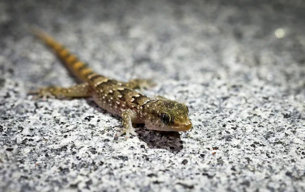 Detail Lizard Stone — Stock Photo, Image