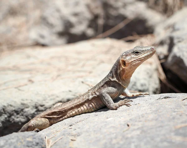 Detalhe Lagarto Uma Pedra — Fotografia de Stock