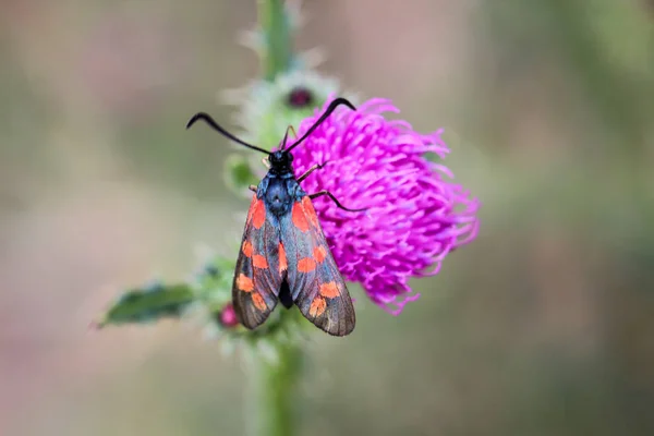 Close Van Een Vlinder Wandelen Een Plant — Stockfoto