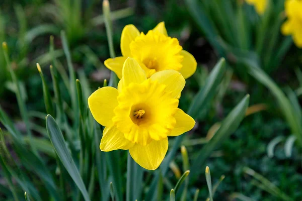 Eerste Narcissen Het Bloembed Het Voorjaar — Stockfoto