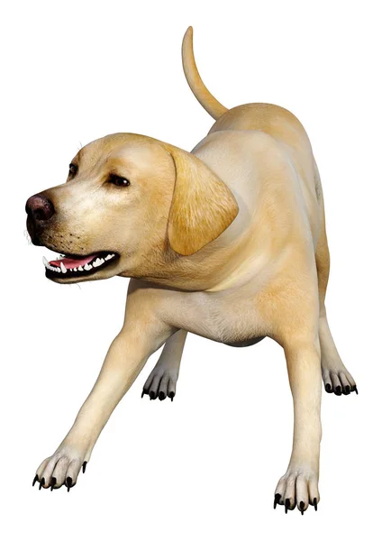 Rendering Cane Labrador Giallo Isolato Sfondo Bianco — Foto Stock