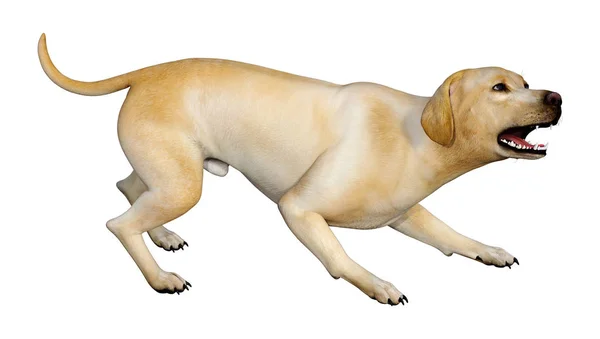 Візуалізація Жовтого Собаки Лабрадора Ізольовано Білому Тлі — стокове фото