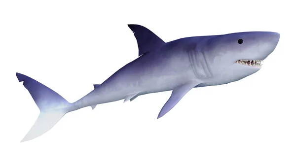 3D渲染以白色背景隔离的鲨鱼 — 图库照片