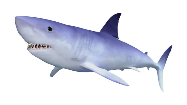 Rendering Shark Isolated White Background — Stock Photo, Image