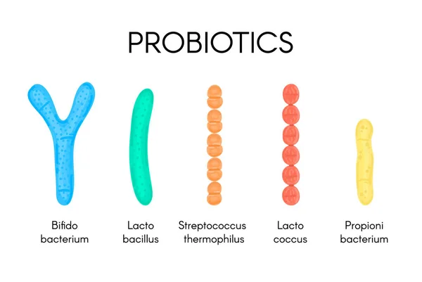 Probiotika Mjölksyrabakterier Bifidobakterie Laktobacillus Streptococcus Thermophilus Laktokocker Propionbakterie Mikrobiom Mikrobiota — Stockfoto